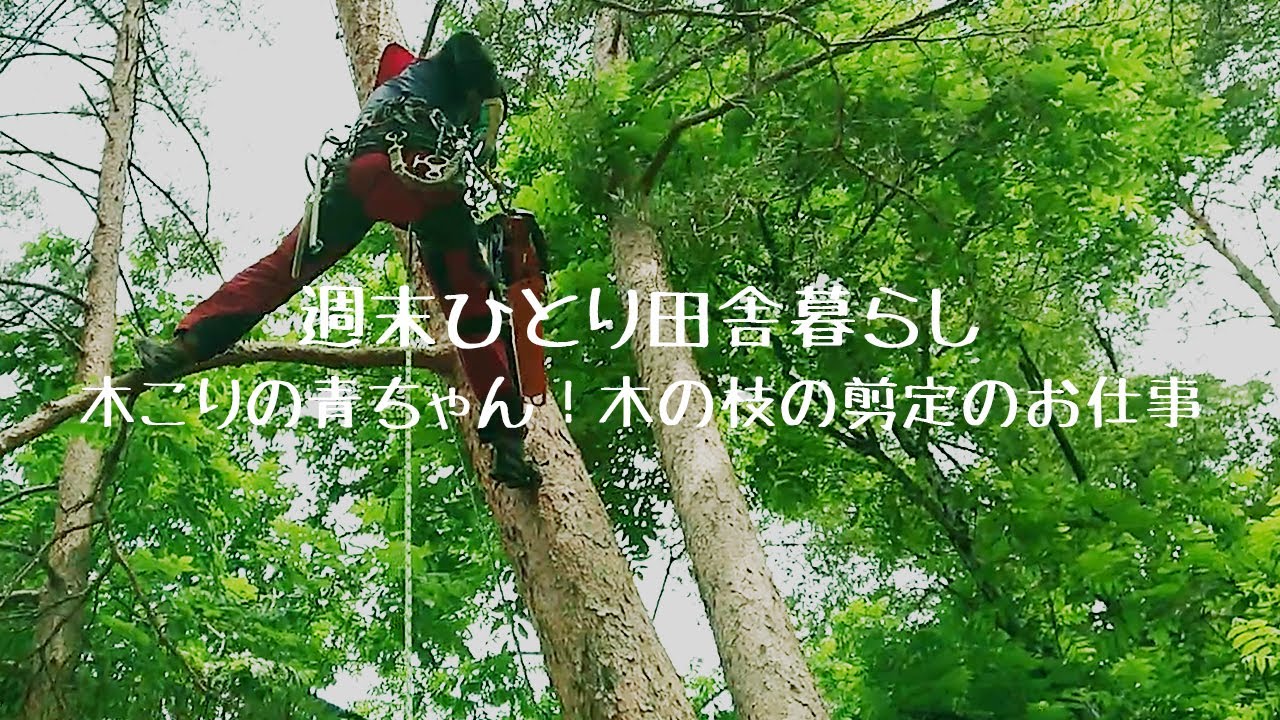 [田舎暮らし Vol.34] 木こりの青ちゃん！キャンプ場の電灯線に垂れかかる枝木の剪定のお仕事！ [キャンプ場の整備] [週末ひとり]