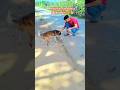 mujhe kutte bahut pasand hai 🥰🦮🐕 #dog #doglover #animals #love #india #viralvideo #viralshorts