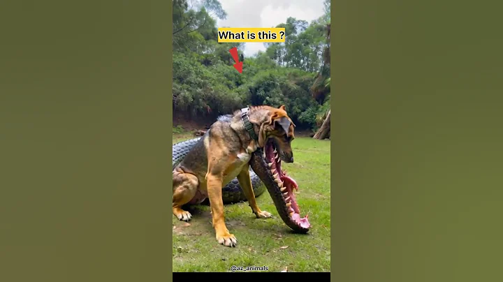Dog with crocodile mouth #dog #animals #shorts #fyp #video #viralshorts #short