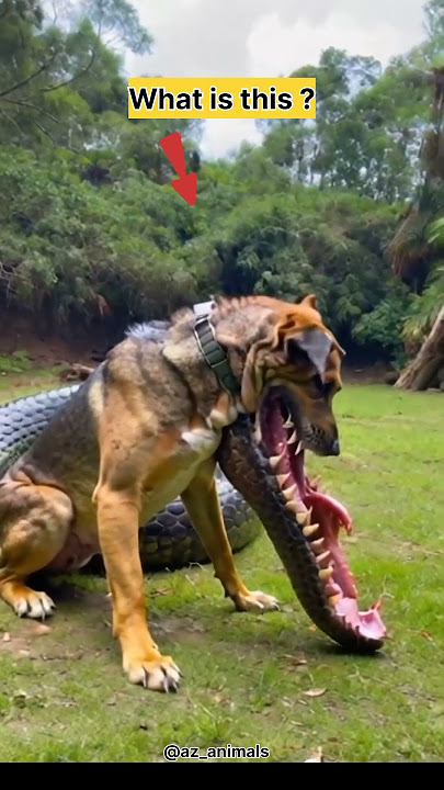 Dog with crocodile mouth #dog #animals #shorts #fyp #video #viralshorts #short