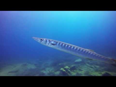 Wreck Diving Aegean Sea
