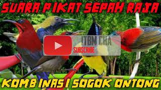 SUARA PIKAT BURUNG SEPAH RAJA | KOMBINASI SUARA SOGOK ONTONG