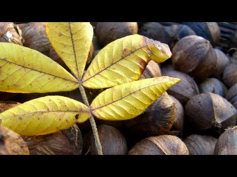 Come fare un Epic Meal foraggiamento Hickory Nuts!
