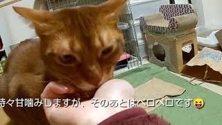 あびちゃんの甘噛みがぶがぶ20190108 猫 アビシニアン cat cute Abyssinian