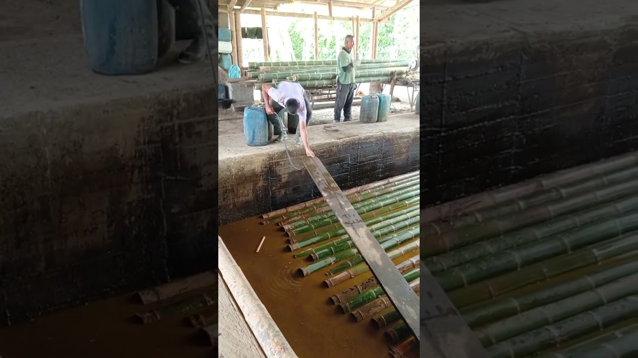 BAMBÚ GUADUA INMUNIZADA POR INMERSIÓN PARA CALI 