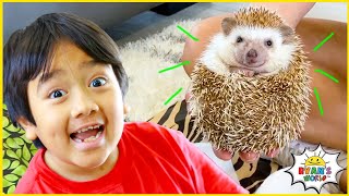 ryan learns about animals with 1 hr kids zoo and farm animals for kids