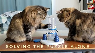 Norwegian Forest Cats and the dog puzzle | Part 2