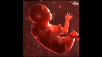 قرآن كريم بصوت الشيخ ياسر الدوسري || حالات واتس اب دينية - تلاوة مريحة Quran status