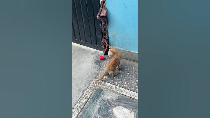 Video 11429891: cat kitten meow cutecats, kitten cutecat baby cat, kitten meow cutecat funny, cats kittens meowing cute