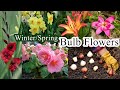Best plants to grow from bulbs  winterspring flowers