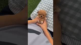 aww his eyes melt your heart ❤️ aww his eyes melt your heart ❤️
