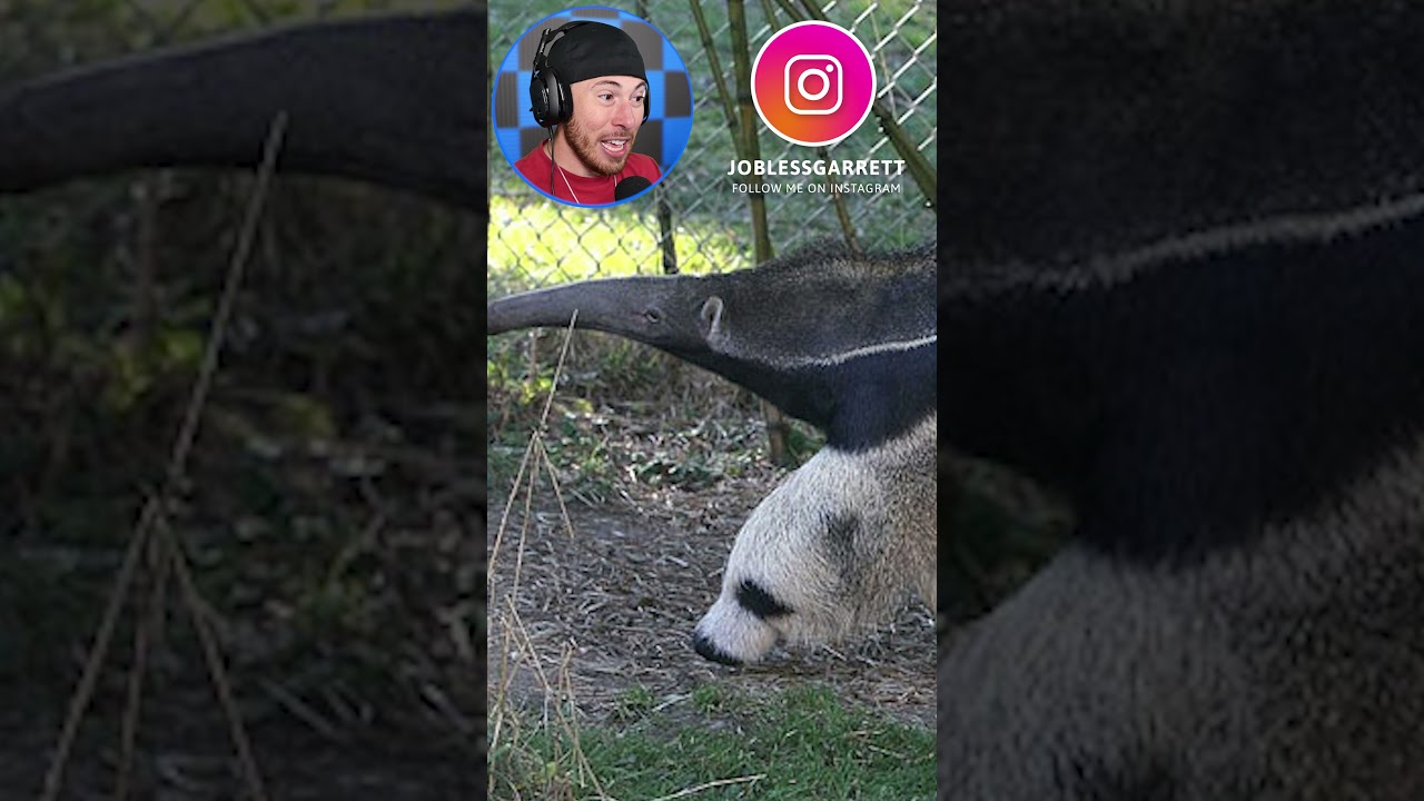Objects That Look Like OTHER THINGS #Shorts