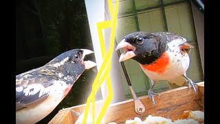 Screaming Rose-Breasted Grosbeaks Attempt to Guard Their Snacks by Matthew De Seguirant  225 views 5 months ago 5 minutes, 47 seconds