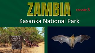 Zambia Ep 3 - Bats of Kasanka