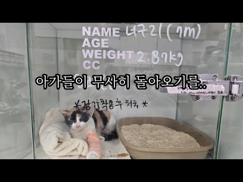 아가들이 위중합니다. 현재 7아이들 입원..  #고양이 #고양이집사 #턱시도냥복점 #실방 #고양이방송 #야옹 #cat #cats