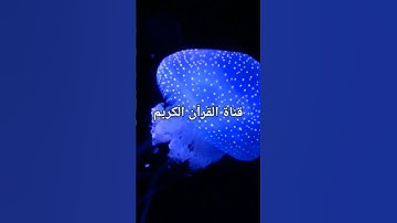 قناة القرآن الكريم  القرآن غذاء الروح  تلاوة هادئة تريح القلب وتزيل الهموم