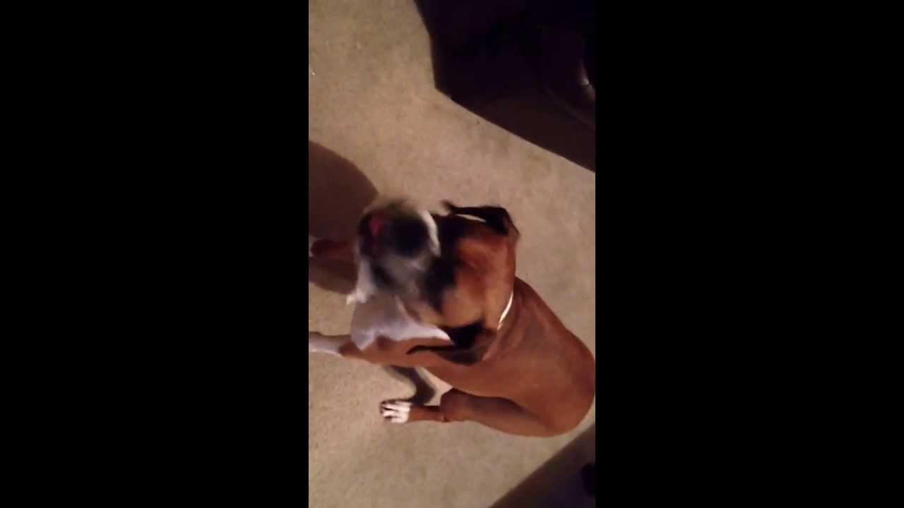 Dog foaming at the mouth YouTube