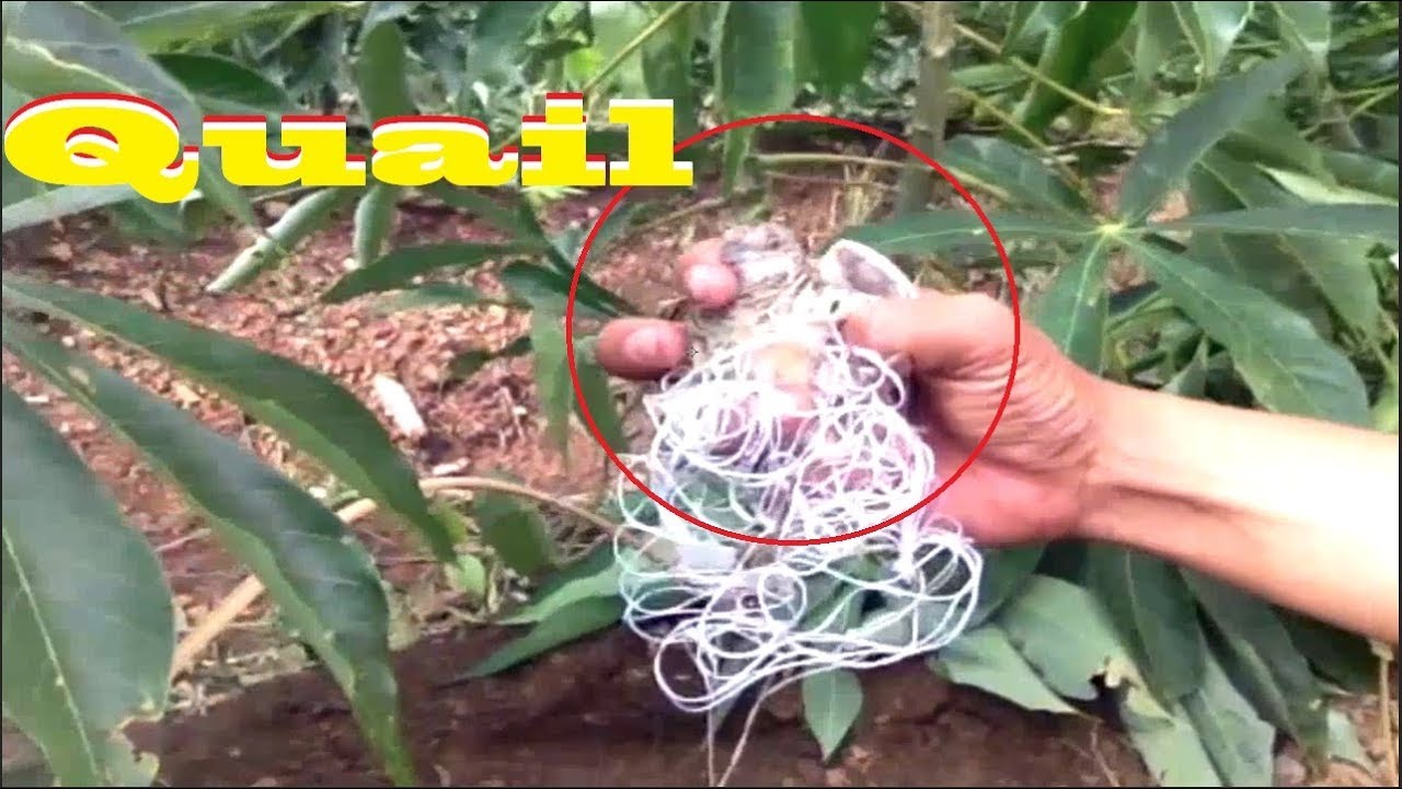 Find Quail in forest trap​​ - Easy Deep Hole Quail - How to Find Trap quail Pailin