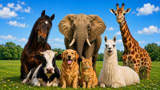 30 REAL Animal Sounds for Kids 🐘🦁 | Learn Animal Names & Sounds for Toddlers