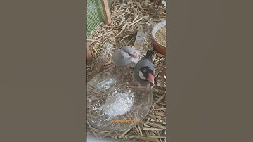 eating egg shells #birds #javasparrow #ytshorts #🪺🪺🪺