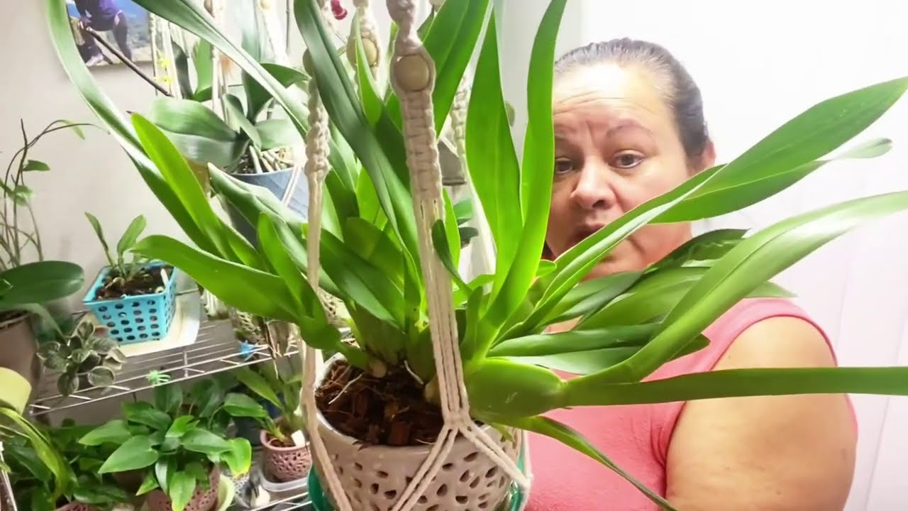 Aprende a cultivar Orquídeas y plantas en el interior, consejos y más. ║Orquídeas en el mundo