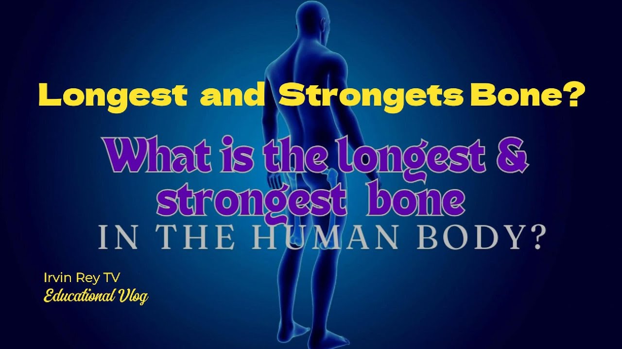education-the-longest-bone-in-the-human-body-youtube