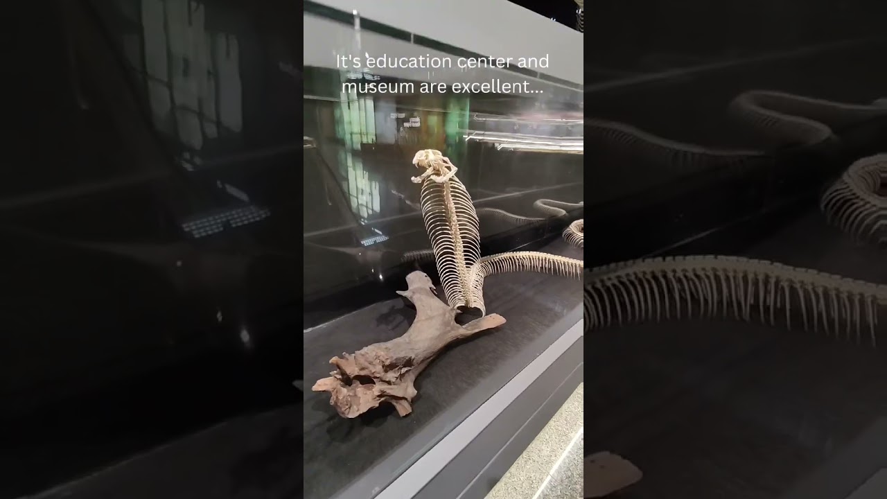 One heck of a show at the Bangkok Snake Farm 