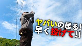 【春イカ】昼の釣れない堤防エギングが急に激変。ついには化け物サイズの姿が...。