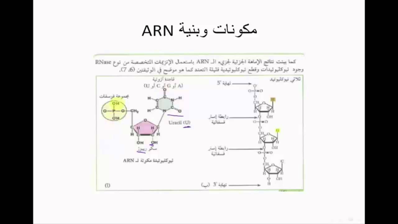 الدرس 05: مقر تركيب البروتين (مكونات وبنية ARN)