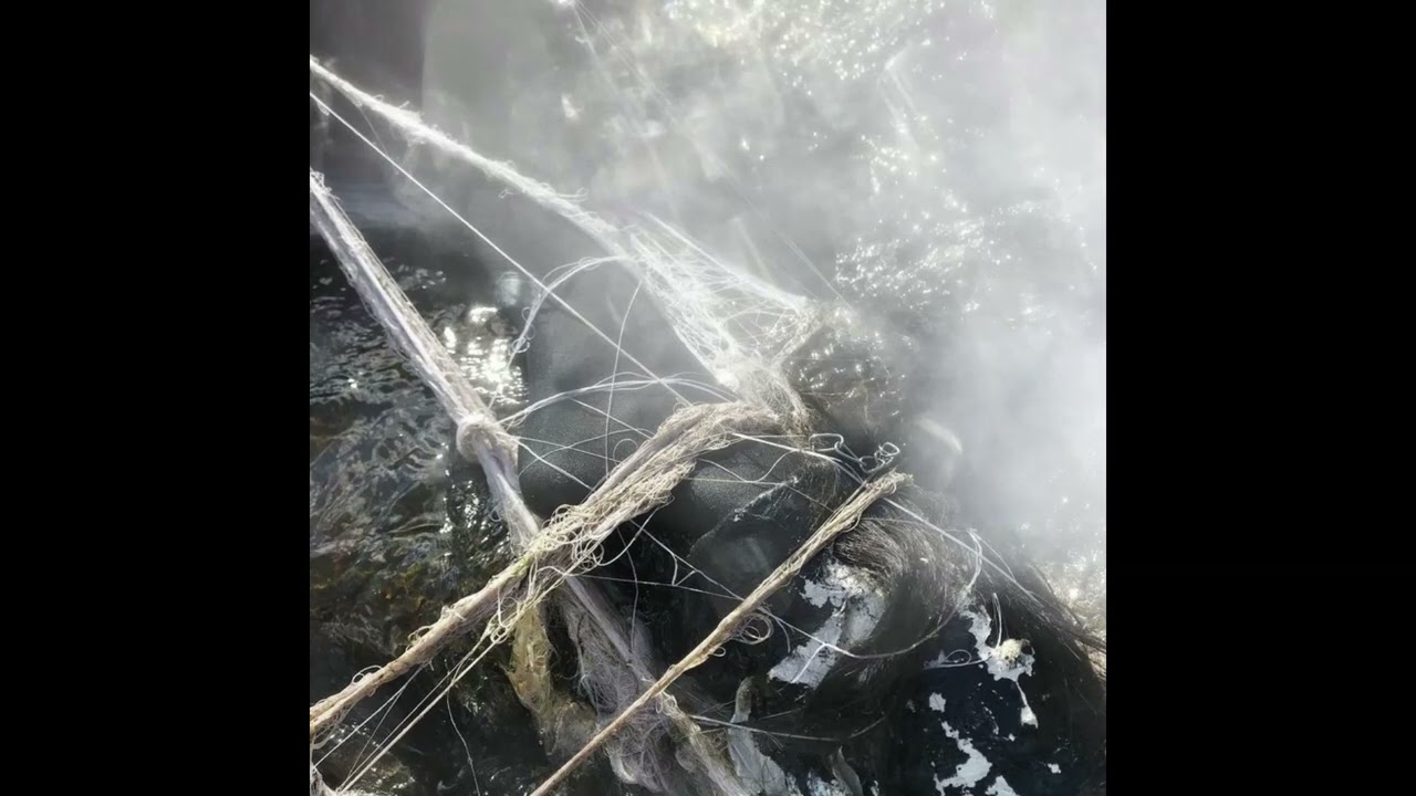 [FREE] southsidesilhouette x untiljapan type beat 