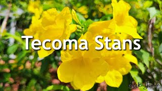 The Beauty of Tecoma Stans: A Basic Information for Gardeners