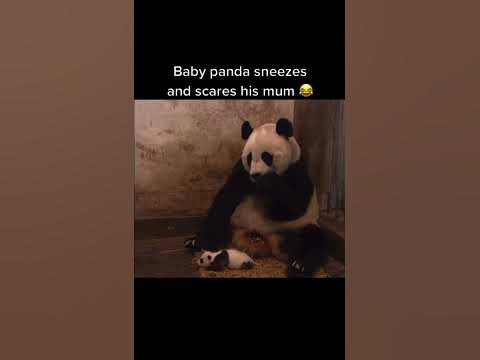 Baby panda sneezes and scares his mom 😂 - YouTube