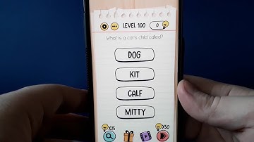 Brain test what is a cats child called