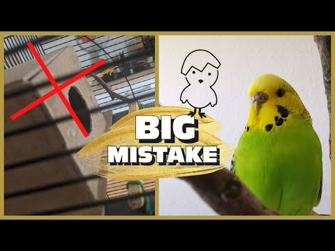 Budgie Breeding: Don't Make This Mistake I Did!