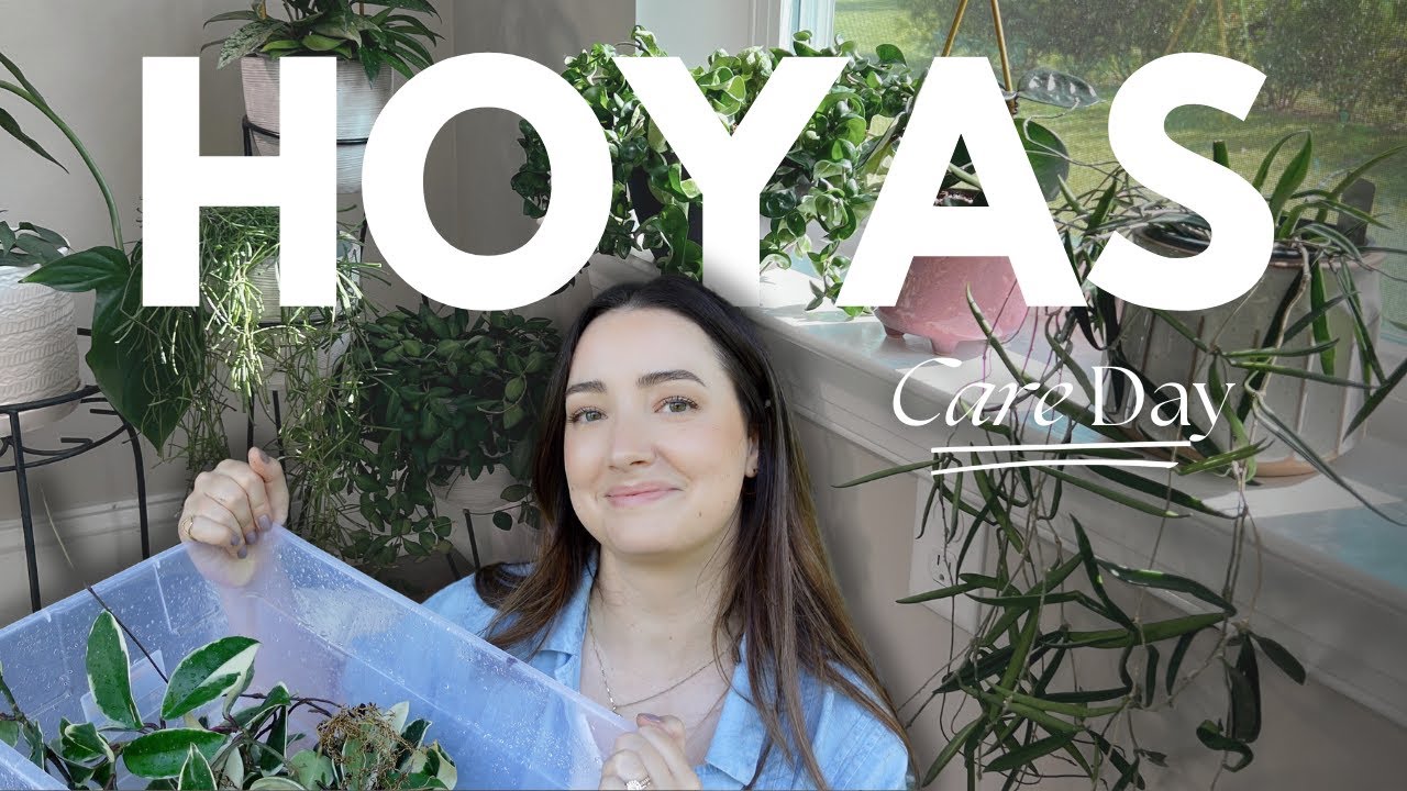 Hoya Care Day! Cleaning, Repotting and Treating for Mealy Bugs