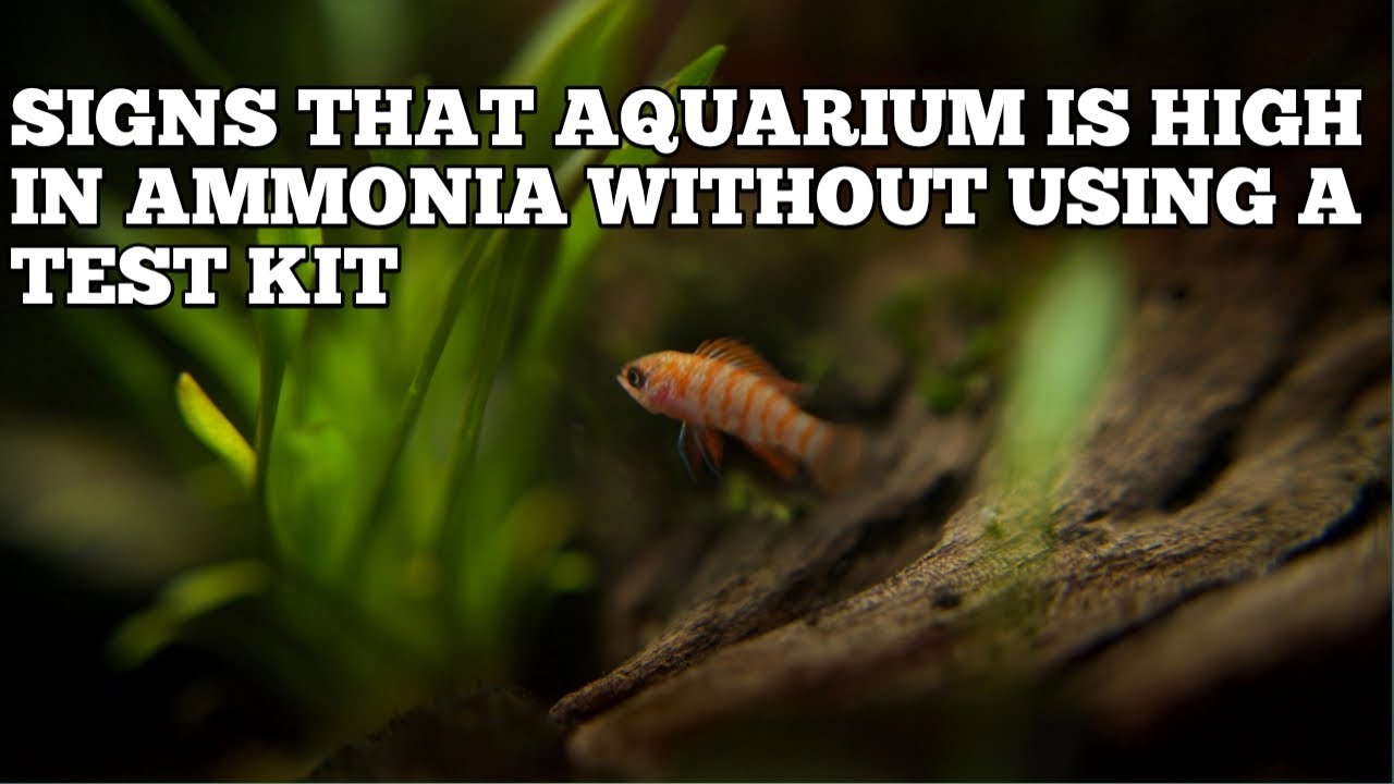Photo inspiration: Visual Reference: How To Know If Aquarium Is High In Ammonia Without
