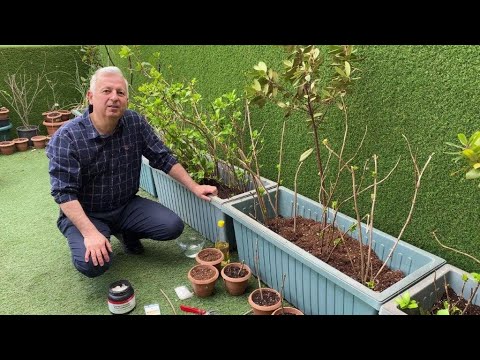 Video: Haziran Ayında Ortanca Nasıl Beslenir? Çiçeklenme öncesi üst Pansuman çeşitleri. Büyümezse Nasıl Gübrelenir?