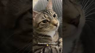 This Cat's Face Says Everything 😂 #viral