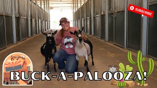 Traveling To The 1St Annual Adga Buck Show Nigerian Dwarf Queen Creek, Arizona