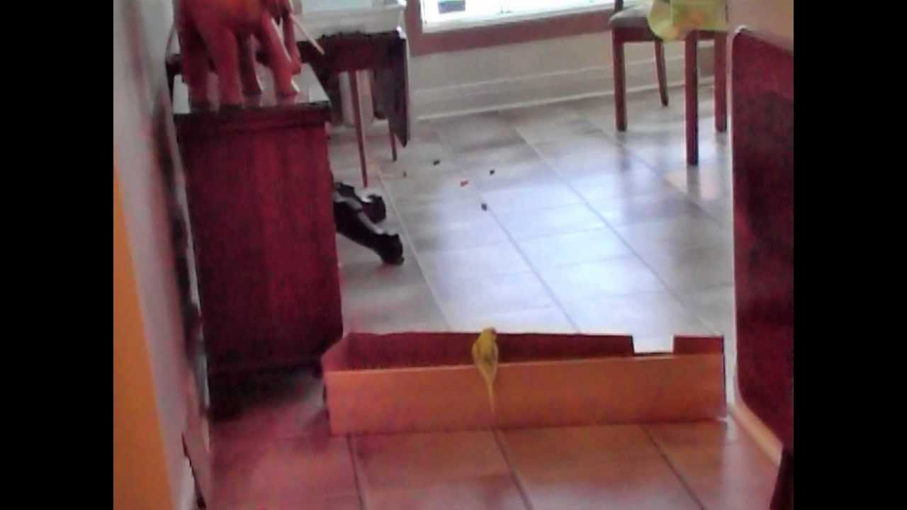 Budgie Psychology (with Li'l Babi)