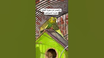 #سورة_البقرة #طاردة_الشياطين #قرآن #المصحف #رقية_شرعية #السحر #العين #طيور #البادجي #quran #budgies