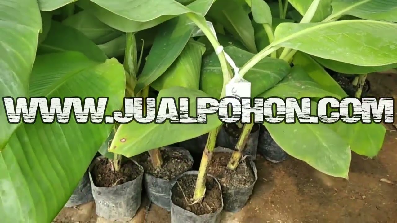 Bibit Buah Unggul Pisang Mulyo Ready Stok Banyak