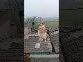 APT virson india #funny #comedy #cute #funnyanimals #birds #ytshorts #youtubeshorts #trandingshorts