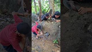 Guinea fowl give birth in rocks #shortsviral #nature