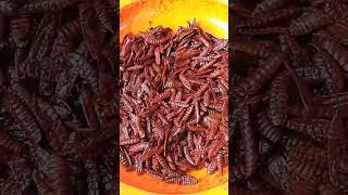 Download Lagu Buat Maggot Merah untuk Ikan Channa MP3