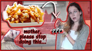 Making my Ferrets a (ferret safe) Poutine 🍁like the Canadian mess I am🍁 by Friendly Neighborhood Ferrets 2,639 views 2 years ago 18 minutes