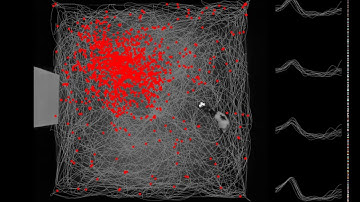 Place cell (rat hippocampus CA1) activity recorded over 50 minutes of foraging
