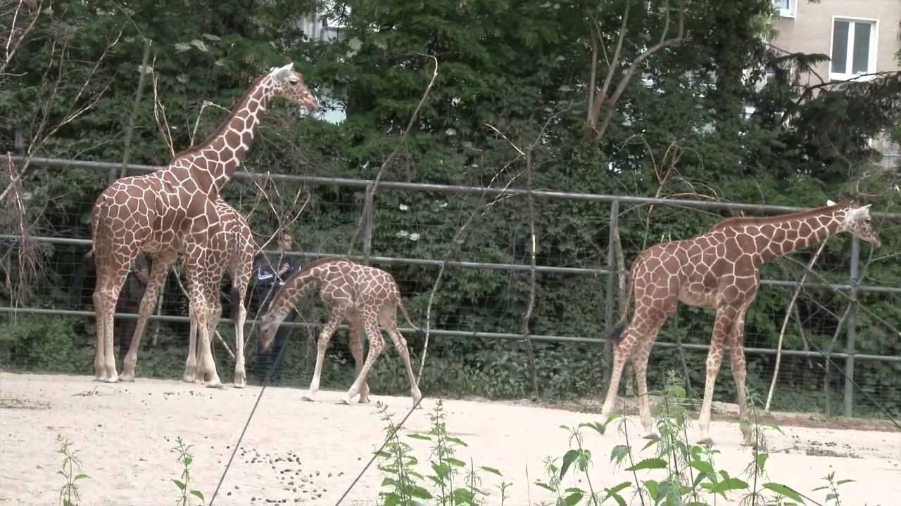 Giraffenbaby MKali