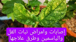 إصابات وامراض نبات الفل والياسمين وطرق علاجها في دقيقة واحدة 🌷🐜🐞