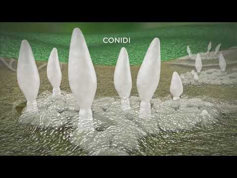 La ticchiolatura del melo - ciclo vitale e controllo con Fontelis